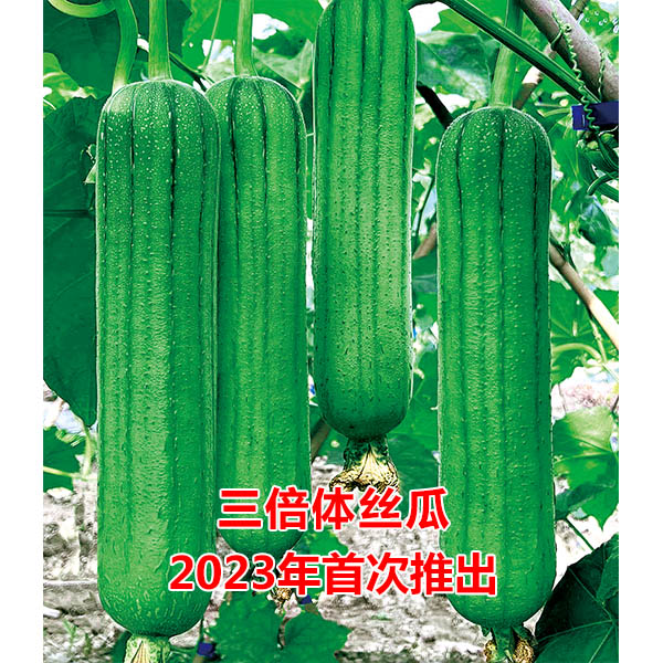 絲瓜種子硬果翡翠