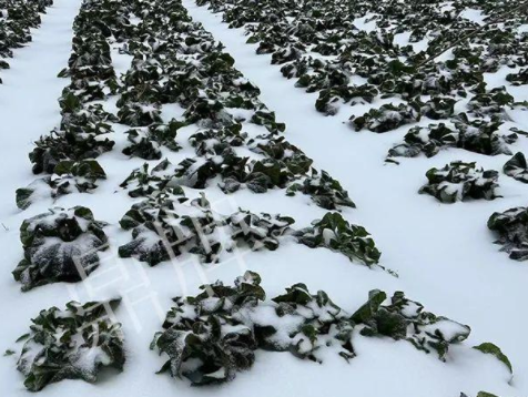 蔬菜種子種植戶(hù)種植心得-春節期間，2畝雜交“東漢菜”一批就賣(mài)了2萬(wàn)多元