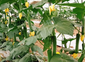 蔬菜種子種植戶客戶點評-一株結瓜30多個，價錢好，賺了！