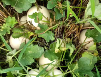 蔬菜種子種植戶客戶點評-一個會寫詩的農(nóng)民，把甜瓜種在草叢中，結果怎樣？